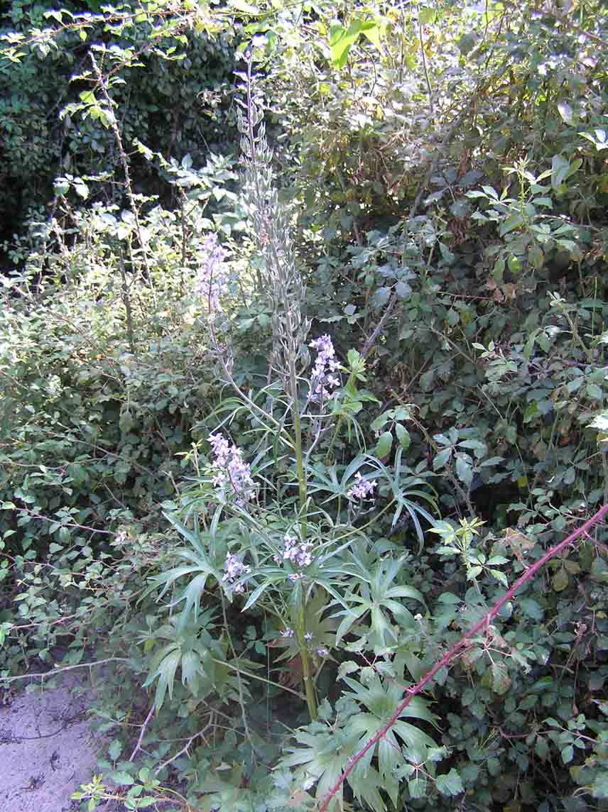 sulle sponde del torrente... Delphinium pictum